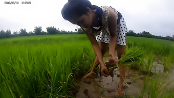 Belleza Asiática En Los Arrozales